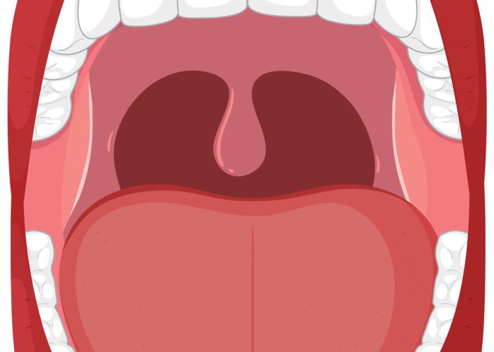 Detailed vector of human mouth and teeth